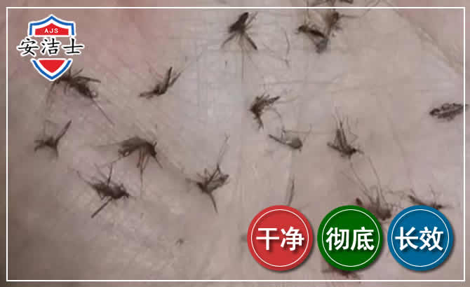 儋州蚊子防治-灭蚊