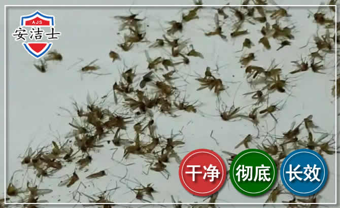 儋州苍蝇防治-灭蝇