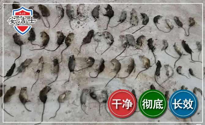 儋州鼠害防治-灭鼠