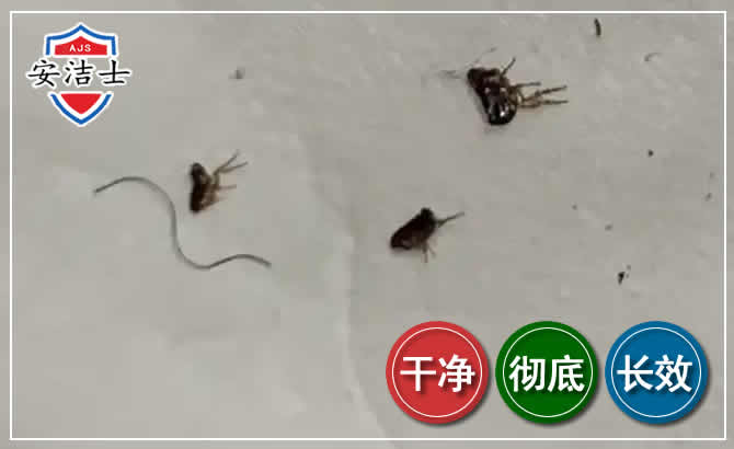儋州跳蚤防治-灭跳蚤