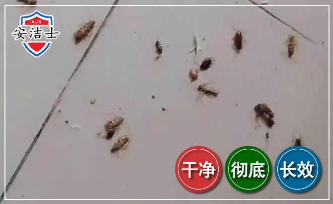 儋州蟑螂防治-灭蟑螂