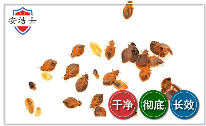 儋州臭虫防治-消灭臭虫